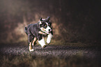 running Australian Shepherd Puppy