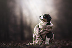 sitting Australian Shepherd Puppy