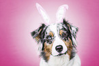 Australian Shepherd portrait