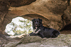 lying Australian Shepherd
