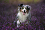 Australian Shepherd in the heath