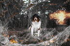 sitting Australian Shepherd