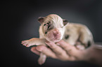 human with Australian Shepherd Puppy