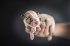 human with Australian Shepherd Puppy