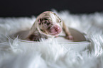 Australian Shepherd Puppy