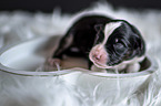 Australian Shepherd Puppy