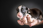 human with Australian Shepherd Puppy