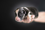 human with Australian Shepherd Puppy
