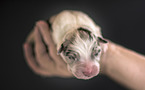 human with Australian Shepherd Puppy