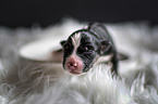 Australian Shepherd Puppy