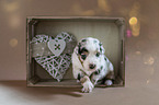 Australian Shepherd Puppy in a box