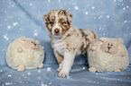 standing Australian Shepherd Puppy