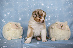 sitting Australian Shepherd Puppy