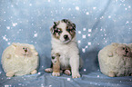 sitting Australian Shepherd Puppy