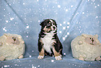 sitting Australian Shepherd Puppy