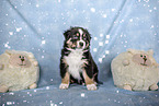 sitting Australian Shepherd Puppy