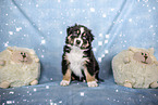 sitting Australian Shepherd Puppy