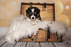 Australian Shepherd Puppy in a chest