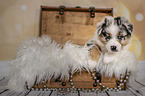 Australian Shepherd Puppy in a chest