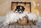 Australian Shepherd Puppy in a chest