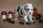 standing Australian Shepherd Puppy