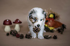 standing Australian Shepherd Puppy