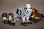 standing Australian Shepherd Puppy