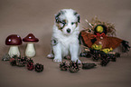 sitting Australian Shepherd Puppy