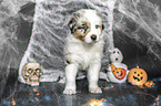 standing Australian Shepherd Puppy