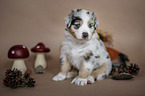 sitting Australian Shepherd Puppy