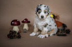 sitting Australian Shepherd Puppy