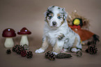 sitting Australian Shepherd Puppy