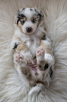 lying Australian Shepherd Puppy