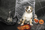 sitting Australian Shepherd Puppy