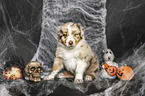 sitting Australian Shepherd Puppy