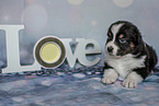 lying Australian Shepherd Puppy