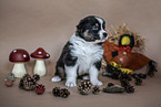 sitting Australian Shepherd Puppy