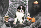 sitting Australian Shepherd Puppy