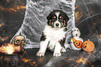 sitting Australian Shepherd Puppy