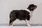 standing Australian Shepherd Puppy