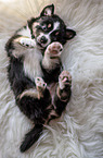 lying Australian Shepherd Puppy