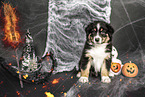 sitting Australian Shepherd Puppy