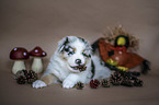 playing Australian Shepherd Puppy