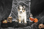 sitting Australian Shepherd Puppy