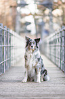 sitting Australian Shepherd