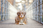 lying Australian Shepherd