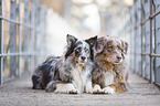 2 lying Australian Shepherd