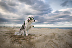 Australian Shepherd gives paw