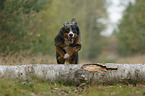 jumping Australian Shepherd
