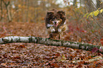 jumping Australian Shepherd